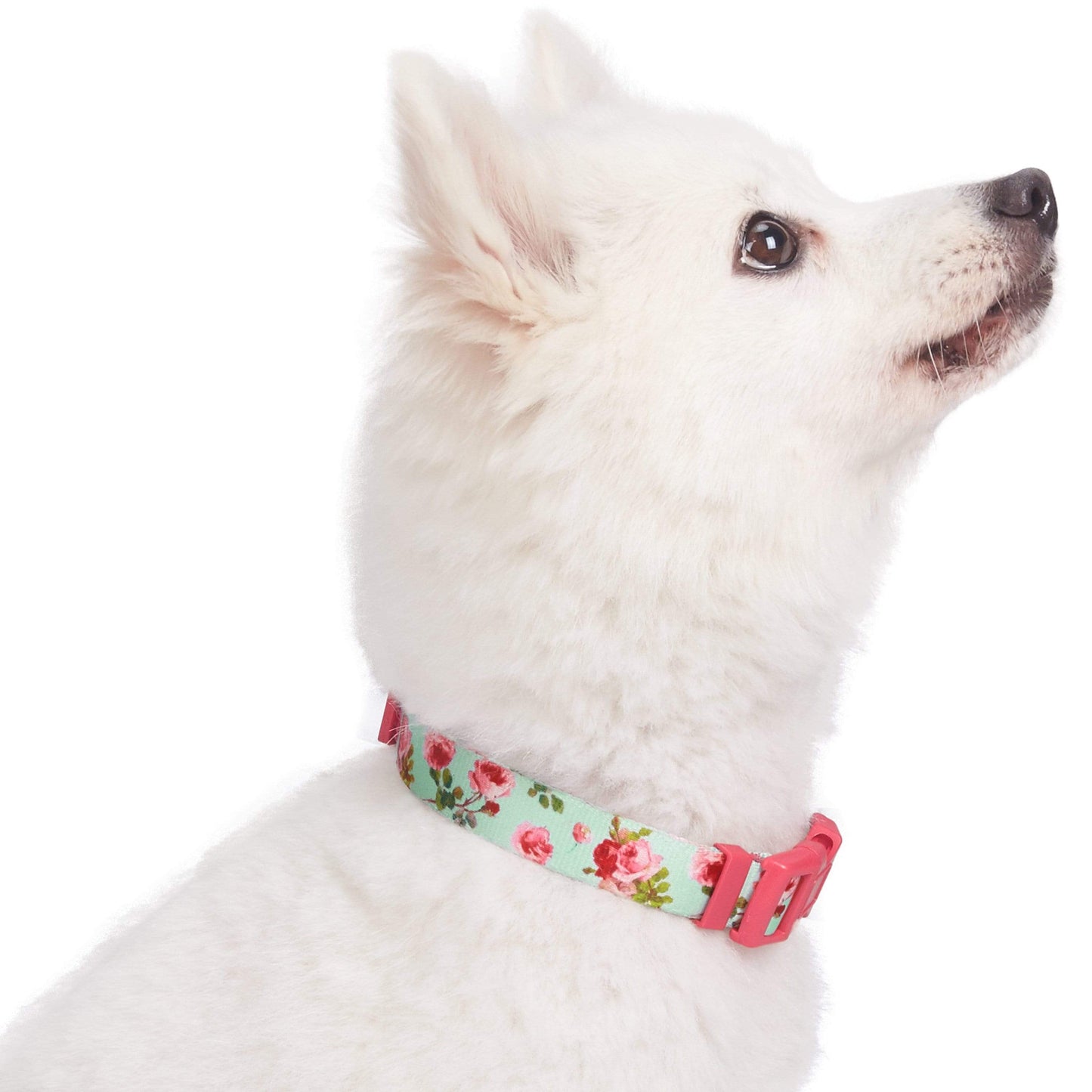 🌹 Best-Selling Floral Dog Collar – Elegant, Durable & Everyday Ready 🐾
