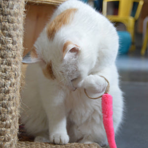 A-Lure-Ring - with Tail Wand Attachment toy