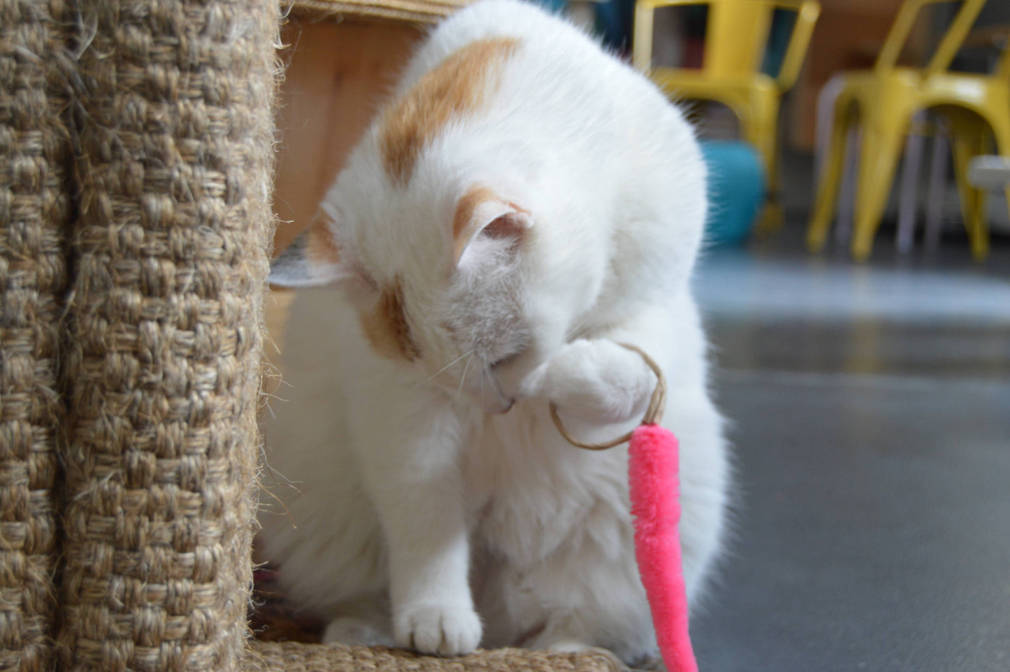 A-Lure-Ring - with Tail Wand Attachment toy