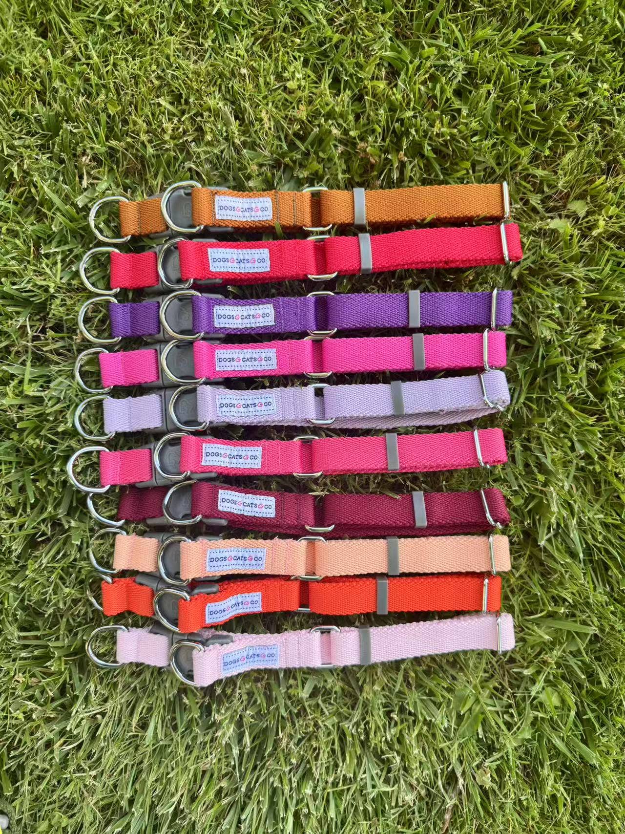 ✨ Dogs & Cats & Co. Double D-Ring Dog Collar 🐾