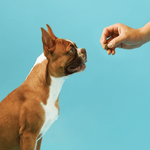 Hip & Joint Health Treats for Dogs