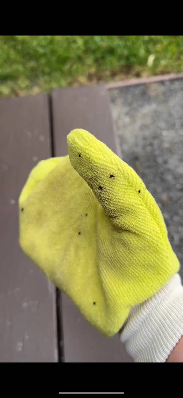 🧤🪲 TiCK MiTT | Non-Toxic Tick Remover Mitt for Pets & Outdoor Lovers 🐾