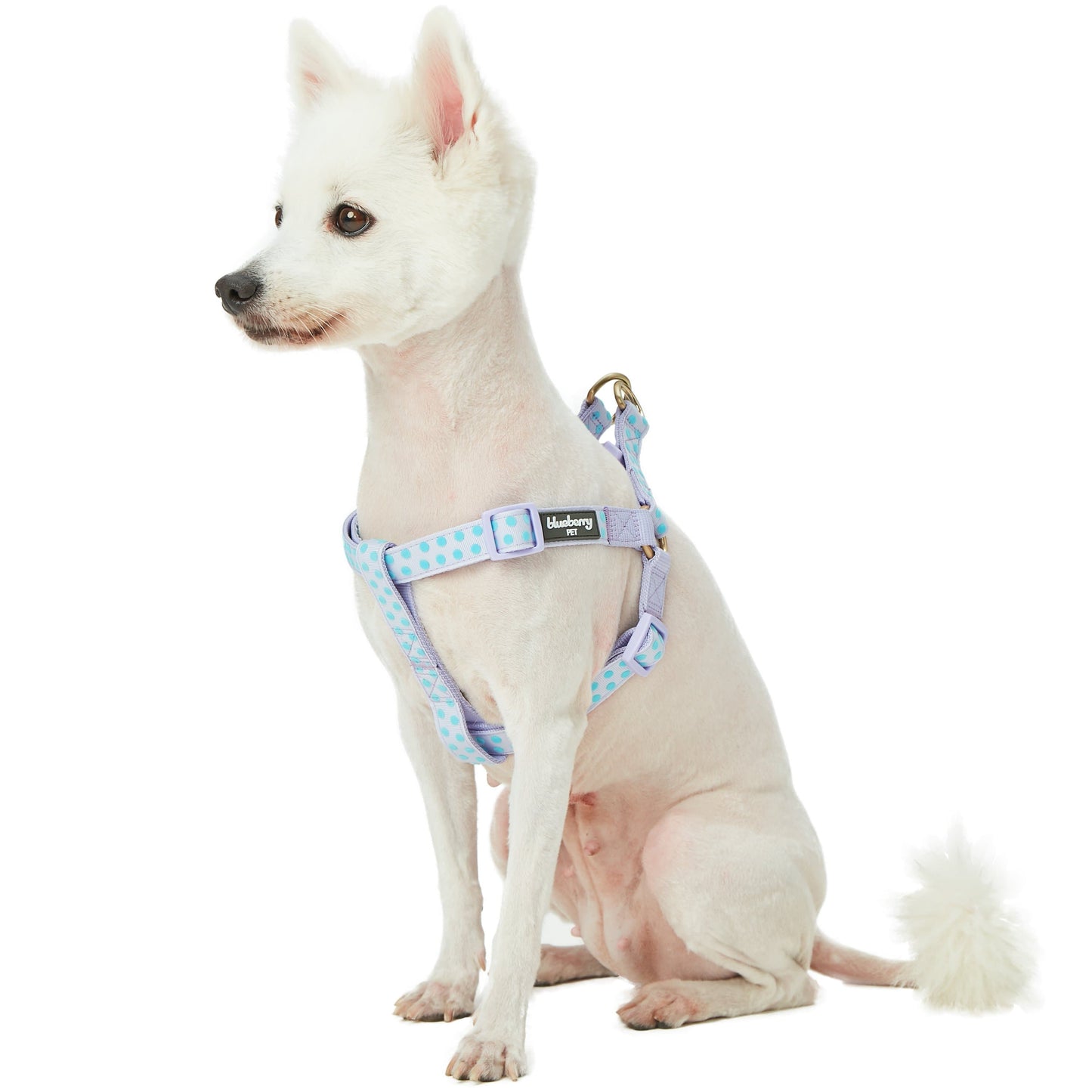 🐾✨Velvety Polka Dot Flocking Dog Harness