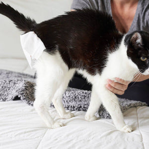 Gland Wipes for Dogs & Cats