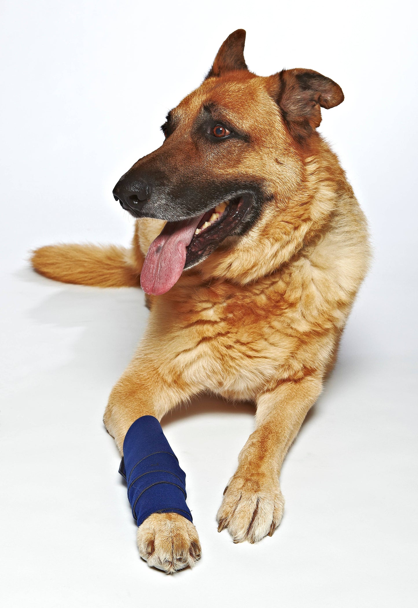 🐾 The Healers Elastic Wrap Leg Bandage with Gauze Pads – Secure, Reusable Wound Care for Dogs