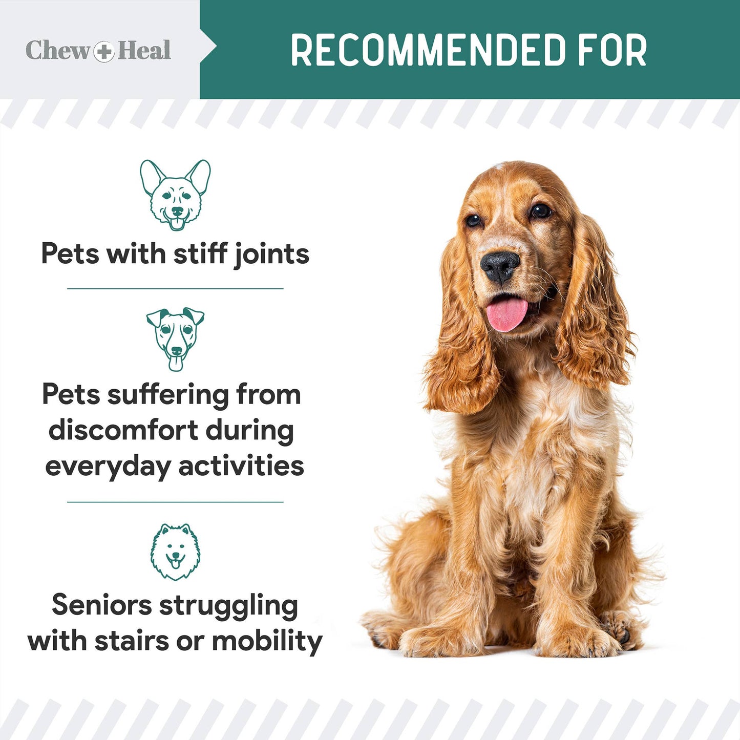 🦪🐾 Green-Lipped Mussel (GLM) Powder for Dogs – Joint Support Superfood