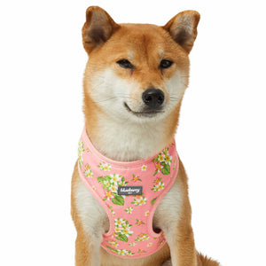 2 Colors, Tropical Yellow Plumeria Flower Dog Harness Vest