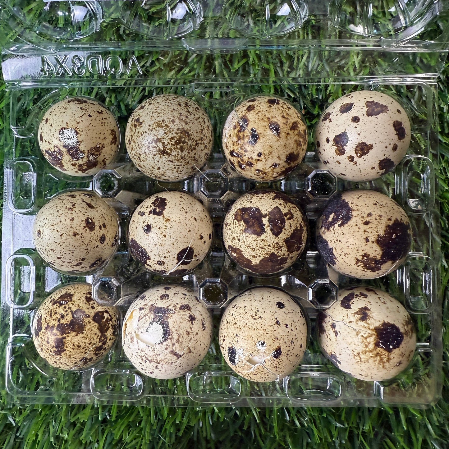 🥚🐶🐱 Freeze-Dried Whole Quail Eggs – Single-Ingredient Treats for Dogs & Cats