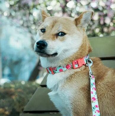 🌹 Best-Selling Floral Dog Collar – Elegant, Durable & Everyday Ready 🐾