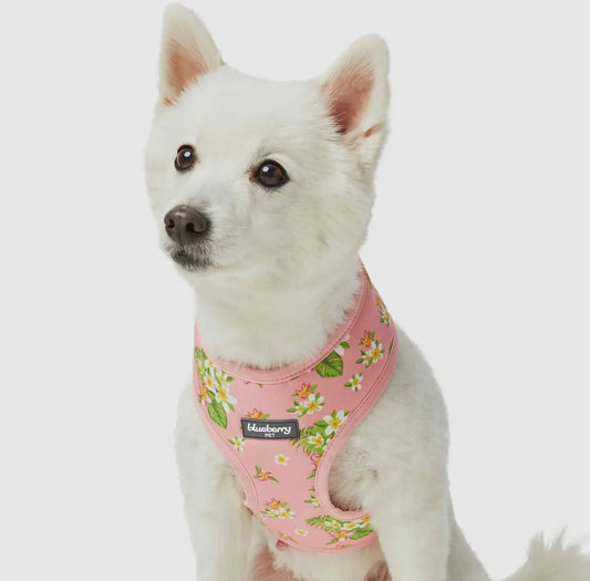 Tropical Yellow Plumeria Flower Dog Harness Vest