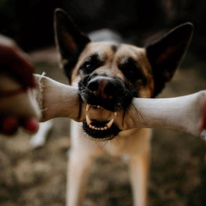Dual-Handle Recycled Fire-Hose Tug of War Dog Toy