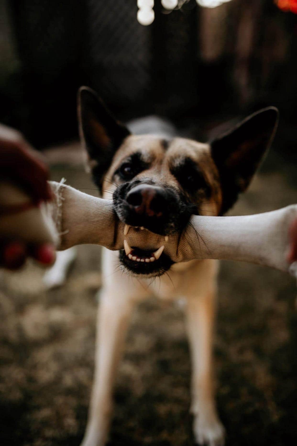 DUAL HANDLED RECYCLED FIRE HOSE TUG OF WAR DOG TOY