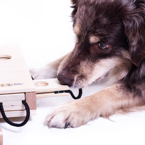 IPet - Smart Dog Toy