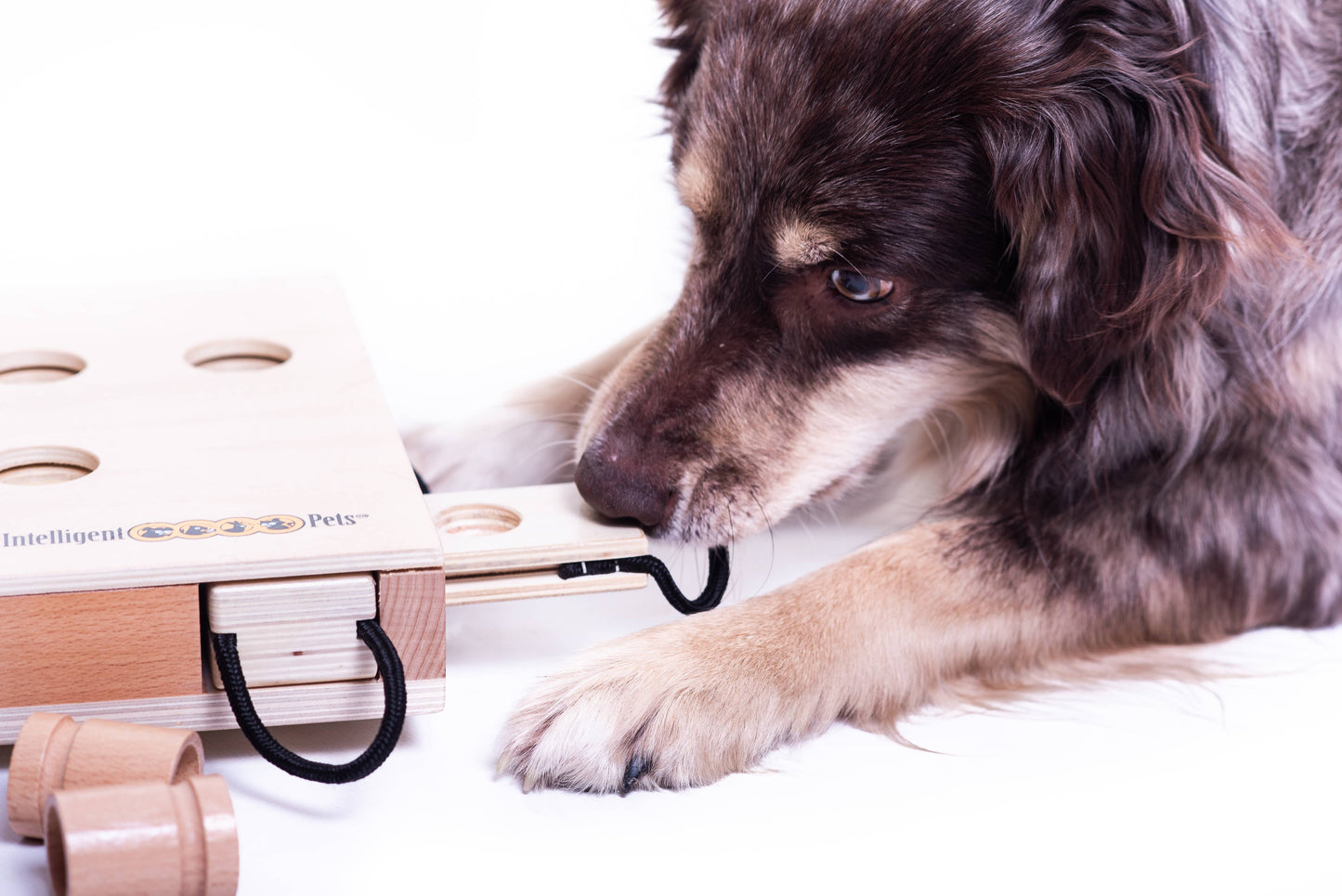 IPet - Smart Dog Toy