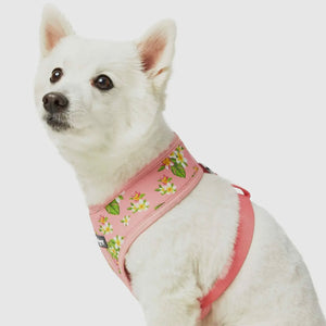 Tropical Yellow Plumeria Flower Dog Harness Vest