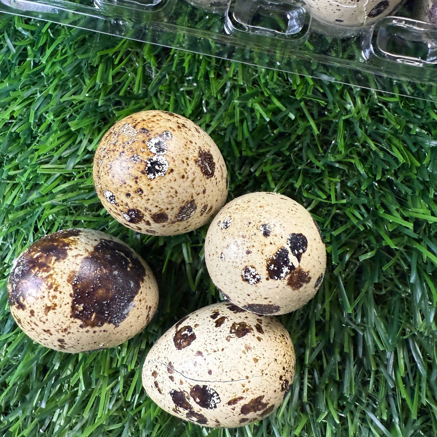 🥚🐶🐱 Freeze-Dried Whole Quail Eggs – Single-Ingredient Treats for Dogs & Cats