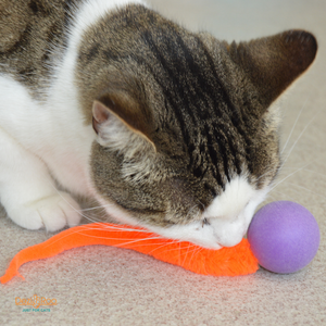 Wiggly Ping - Cat Toy Plastic Pong Ball