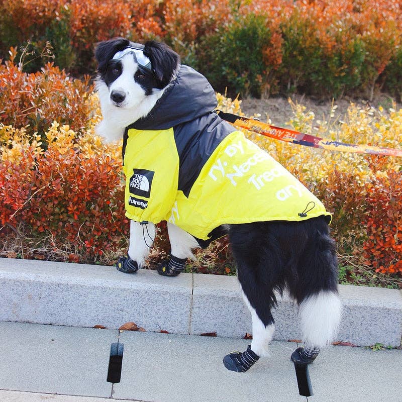 The Dog Face Pet Jacket