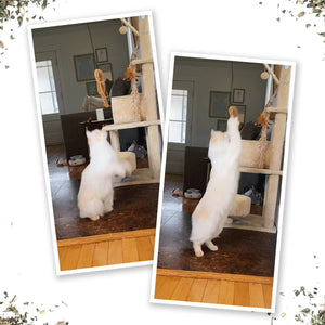 Jump 'n' Jamb Monkey or Squid Cat Toy