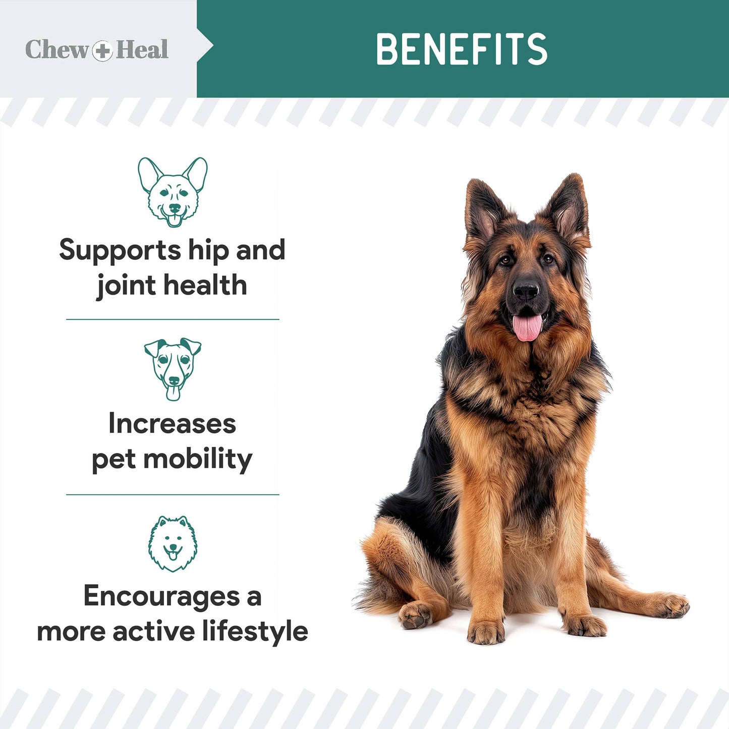🦪🐾 Green-Lipped Mussel (GLM) Powder for Dogs – Joint Support Superfood