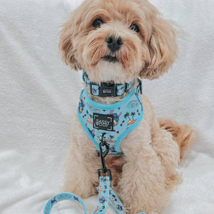 Disney Stitch Dog Two Piece Bundle -  Disney's Stitch