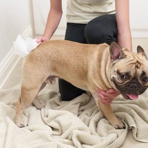 Gland Wipes for Dogs & Cats