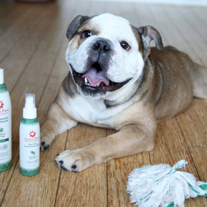 Dog Coat Spray Rosemary Tea Tree