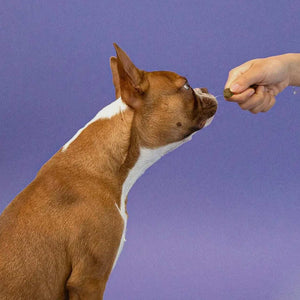 Allergy Immune Soft Chew Treats