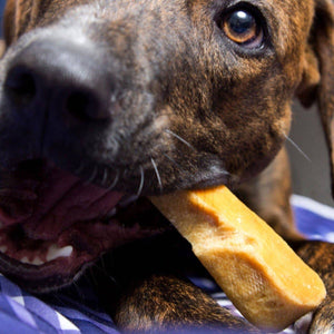 Gold Yak Dog Chews-Large