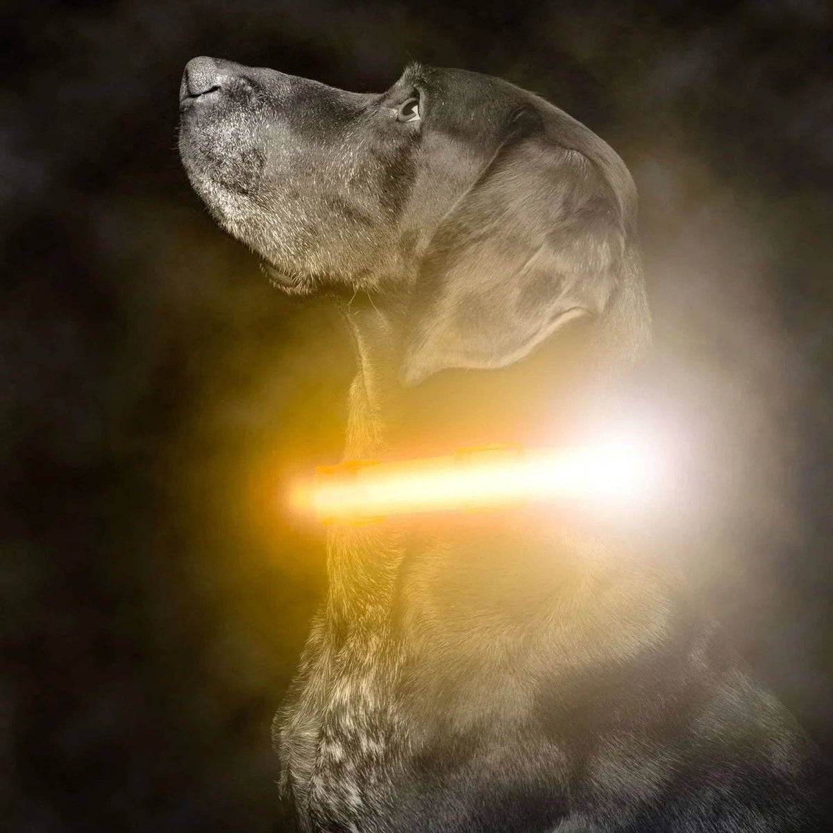 Weather-Resistant LED Dog Collar
