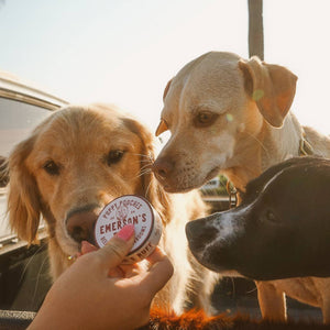 🐾 Puppy Pouches- BEEF HEART & SHROOMS