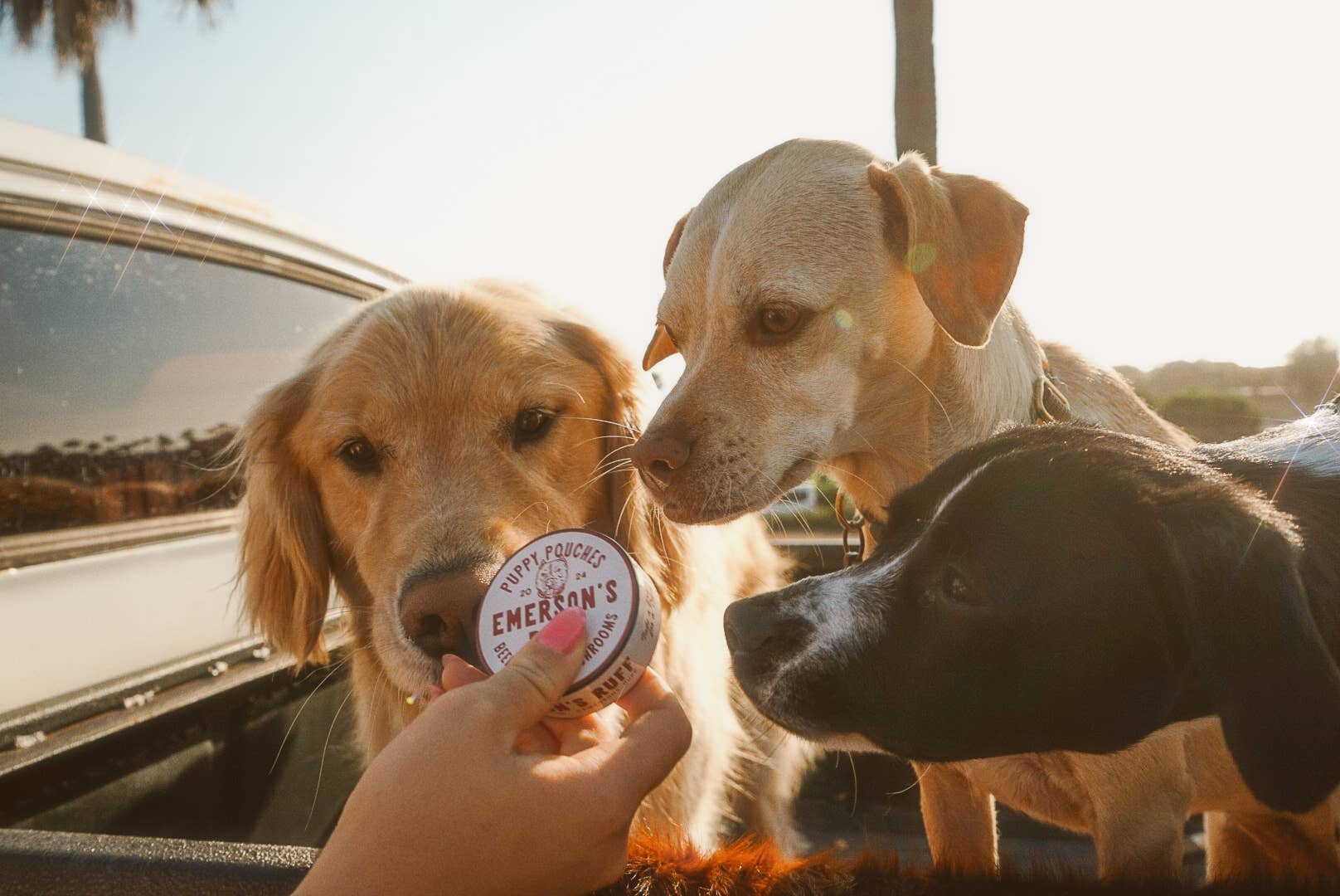 🐾 Puppy Pouches- BEEF HEART & SHROOMS