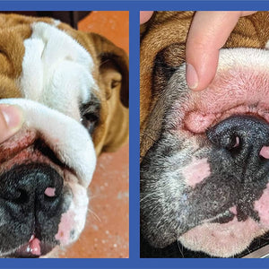Squishface Wrinkle Wipes 5”x7” Dog Wipes with Chlorhexidine