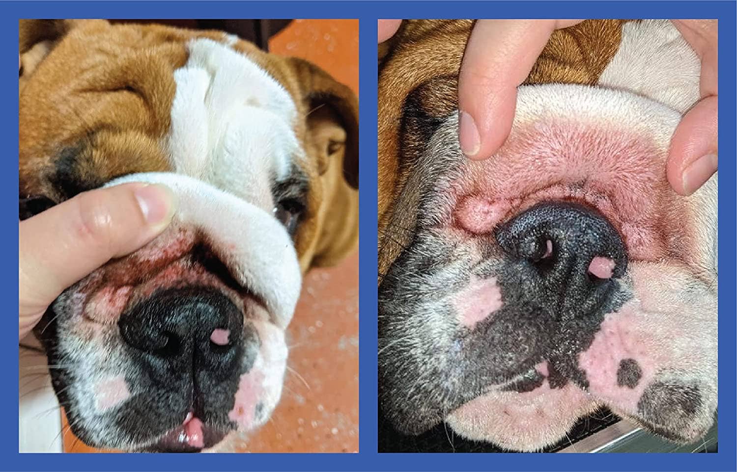 Squishface Wrinkle Wipes 5”x7” Dog Wipes with Chlorhexidine