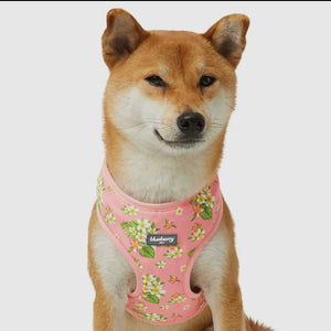 Tropical Yellow Plumeria Flower Dog Harness Vest