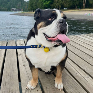 USB Rechargeable Dog Collar/ Harness Light