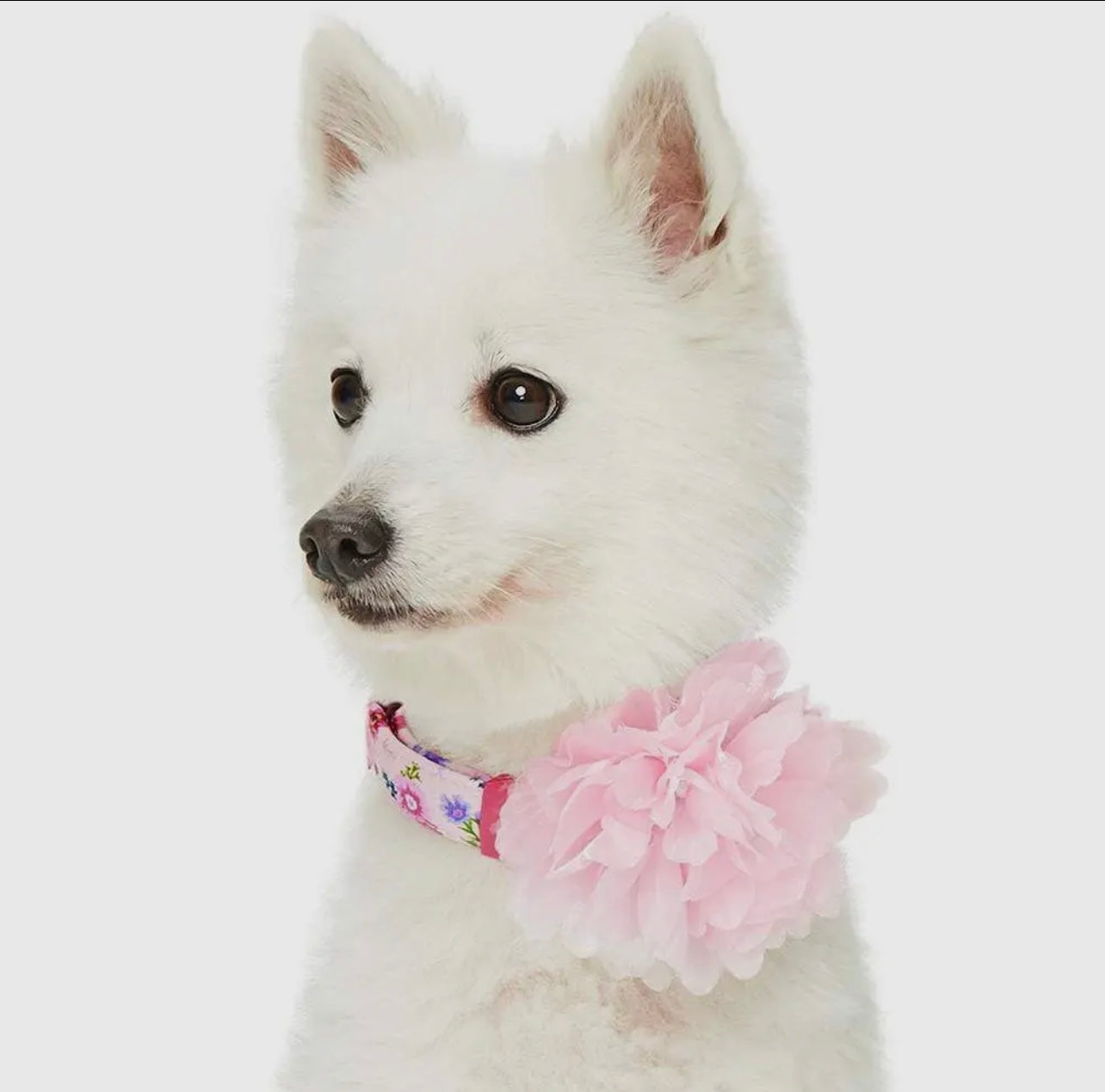 Floral Dog Collar with Detachable Pink Peony