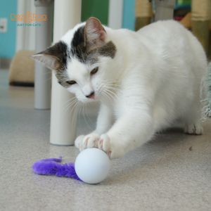 Wiggly Ping - Cat Toy Plastic Pong Ball