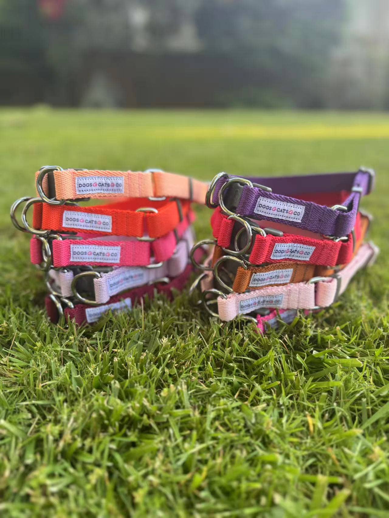 ✨ Dogs & Cats & Co. Double D-Ring Dog Collar 🐾