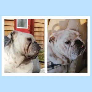 Squishface Wrinkle Paste for Dog Wrinkles & Tear Stains