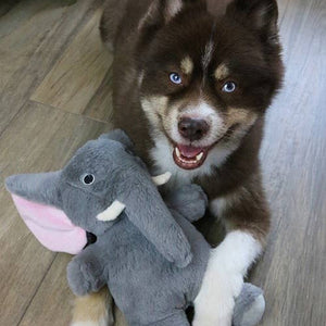 🐘💗 Savannah the Elephant Plush Dog Toy