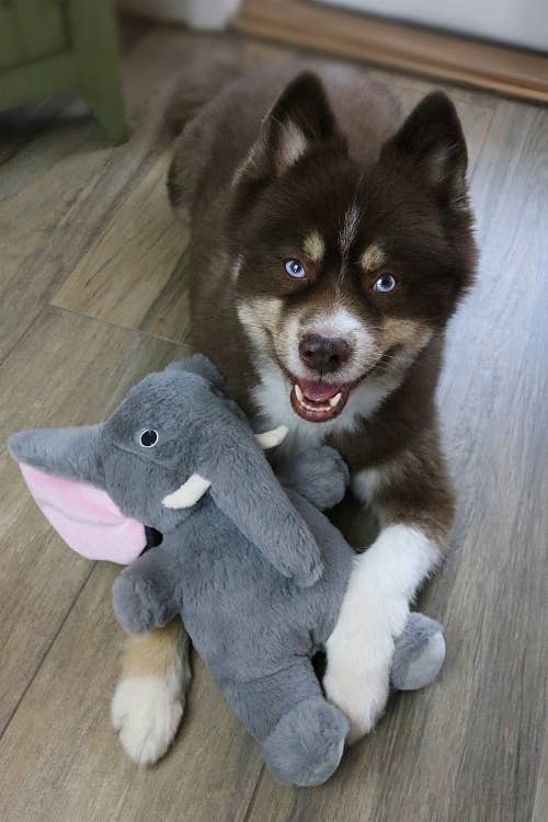 🐘💗 Savannah the Elephant Plush Dog Toy