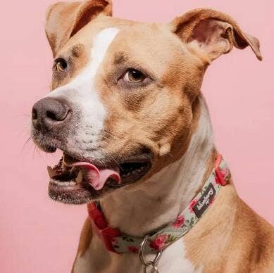 🌹 Best-Selling Floral Dog Collar – Elegant, Durable & Everyday Ready 🐾
