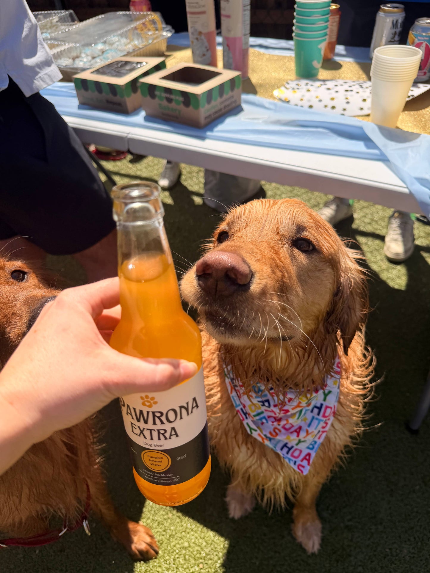 🍺🐾 Paw-Rona™ Dog Beer 🐶✨
