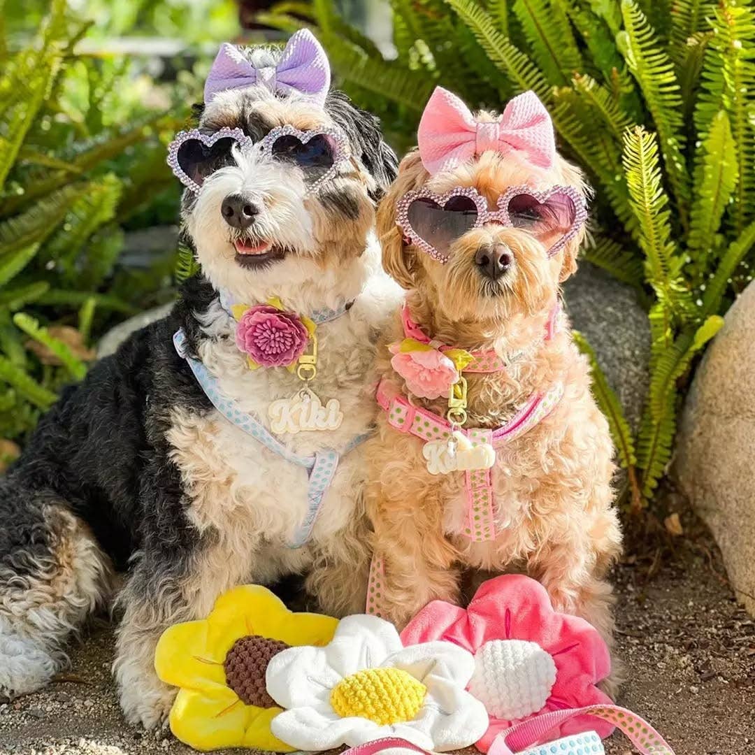 🐾✨Velvety Polka Dot Flocking Dog Harness