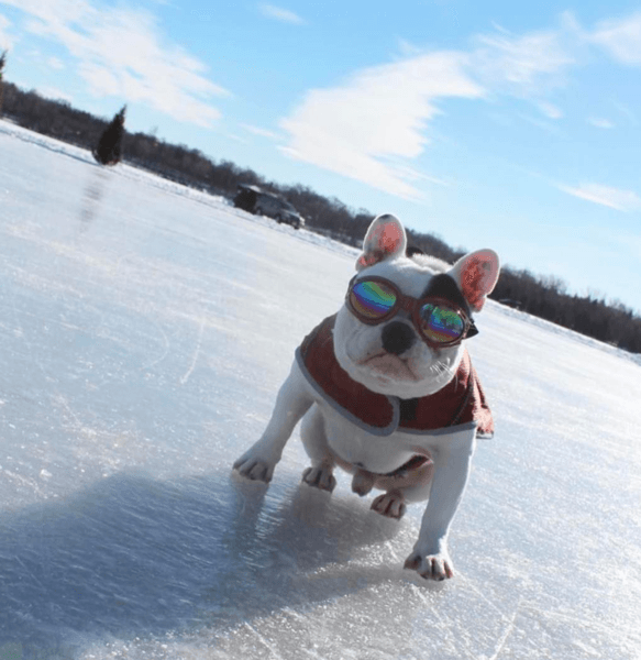 🕶️🐾 K9 Sport Sack Dog Sport Shades – Eye Protection for Every Adventure