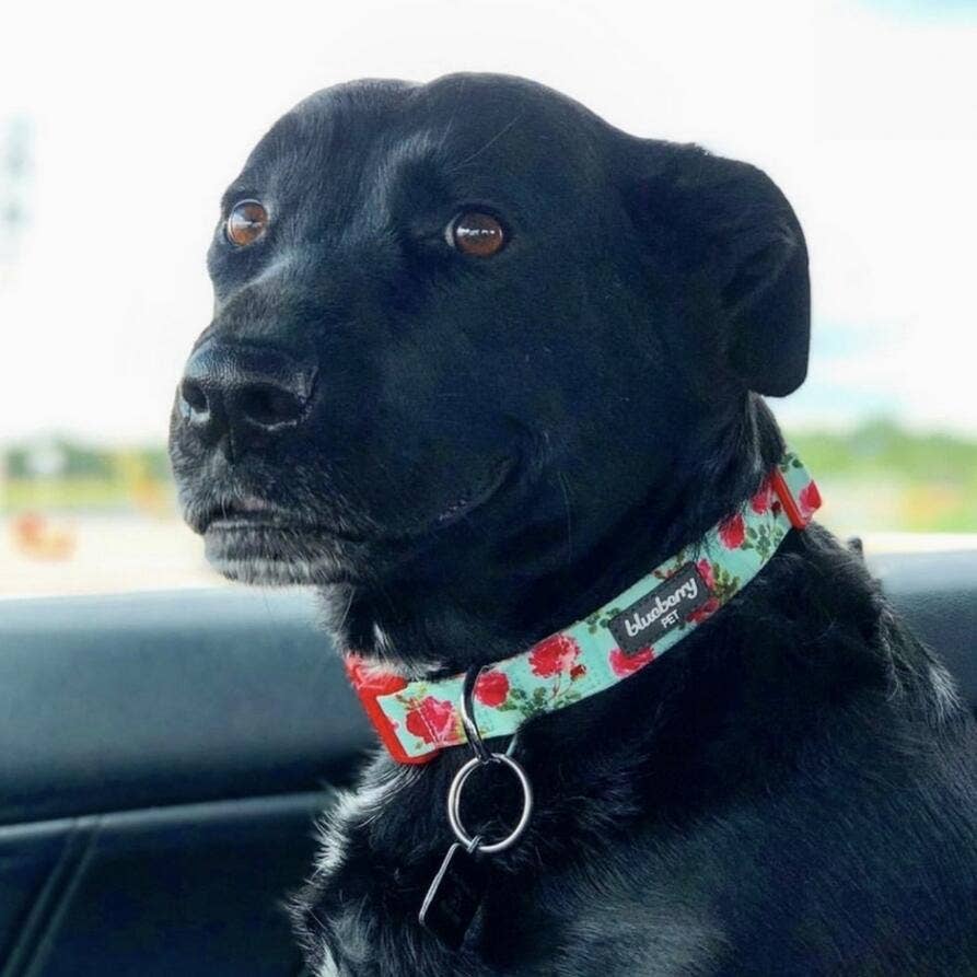 🌹 Best-Selling Floral Dog Collar – Elegant, Durable & Everyday Ready 🐾