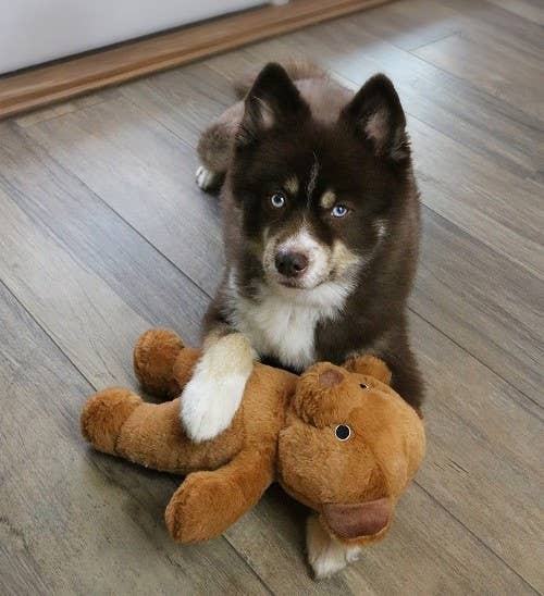 🐻💛 Roosevelt the Bear Plush Toy