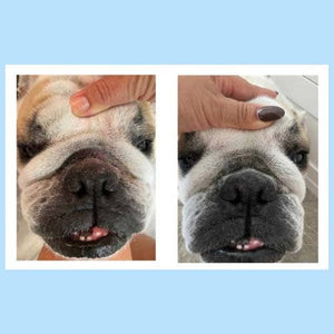 Squishface Wrinkle Paste for Dog Wrinkles & Tear Stains