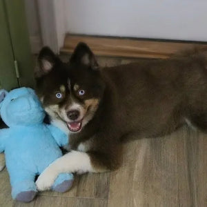 Herbie the Hippo Plush Dog Toy